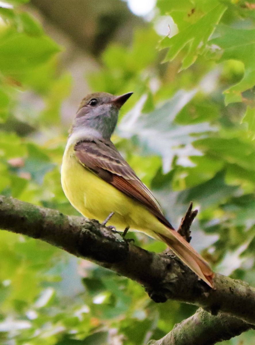 Great Crested Flycatcher - ML174499311