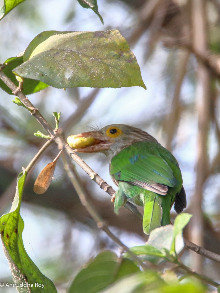 Lineated Barbet - ML174499841