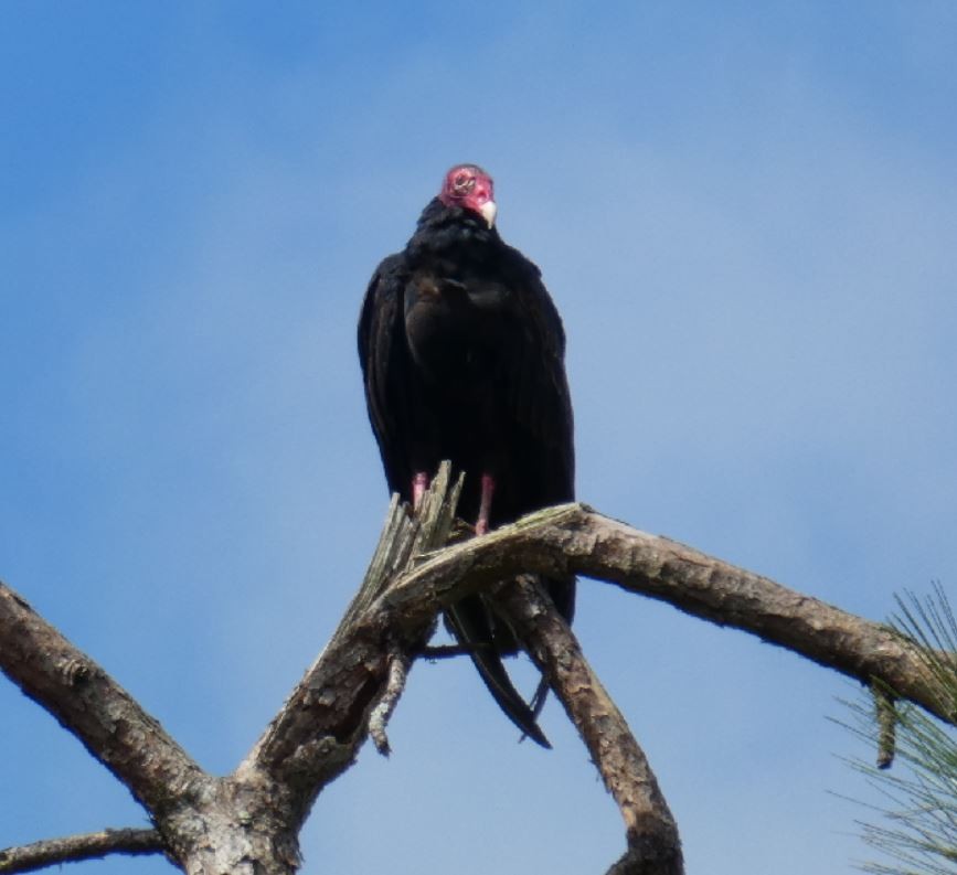 Turkey Vulture - ML174501081