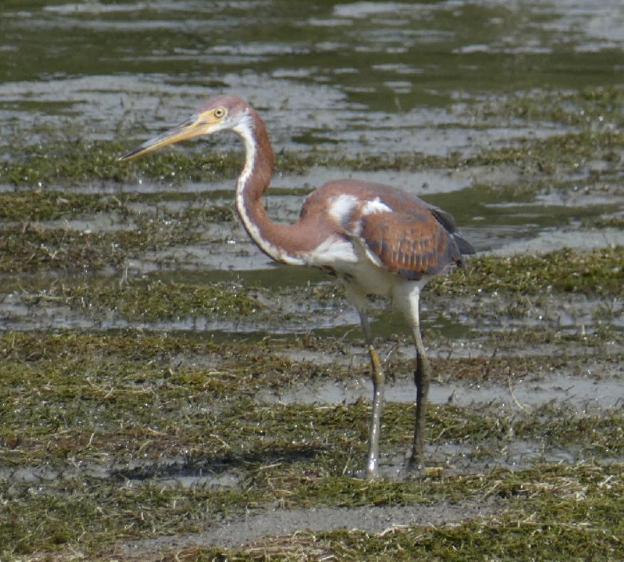 Tricolored Heron - ML174501421