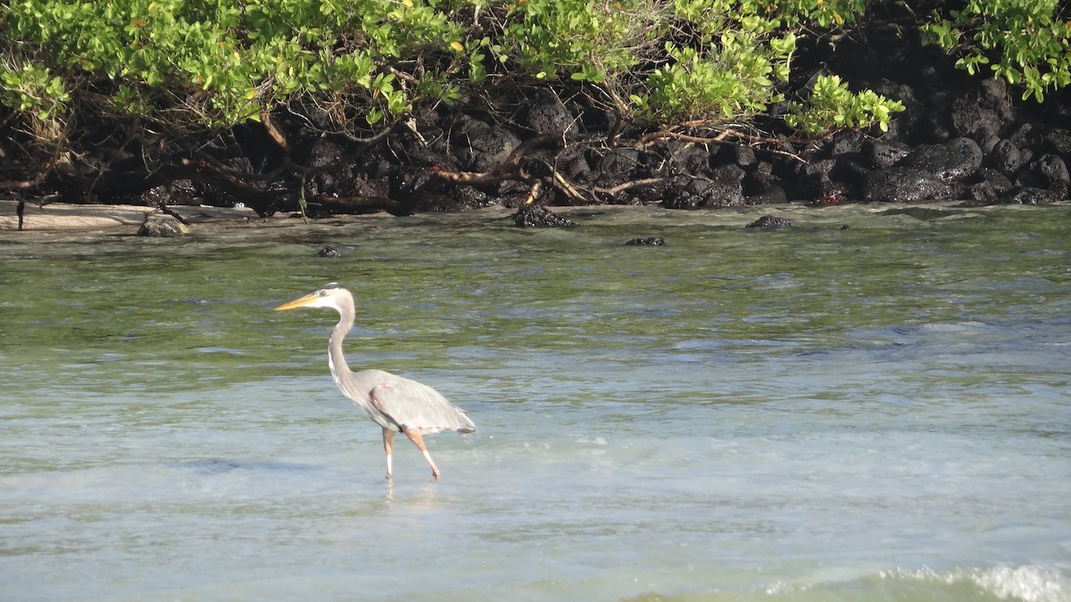 Great Blue Heron - ML174502801