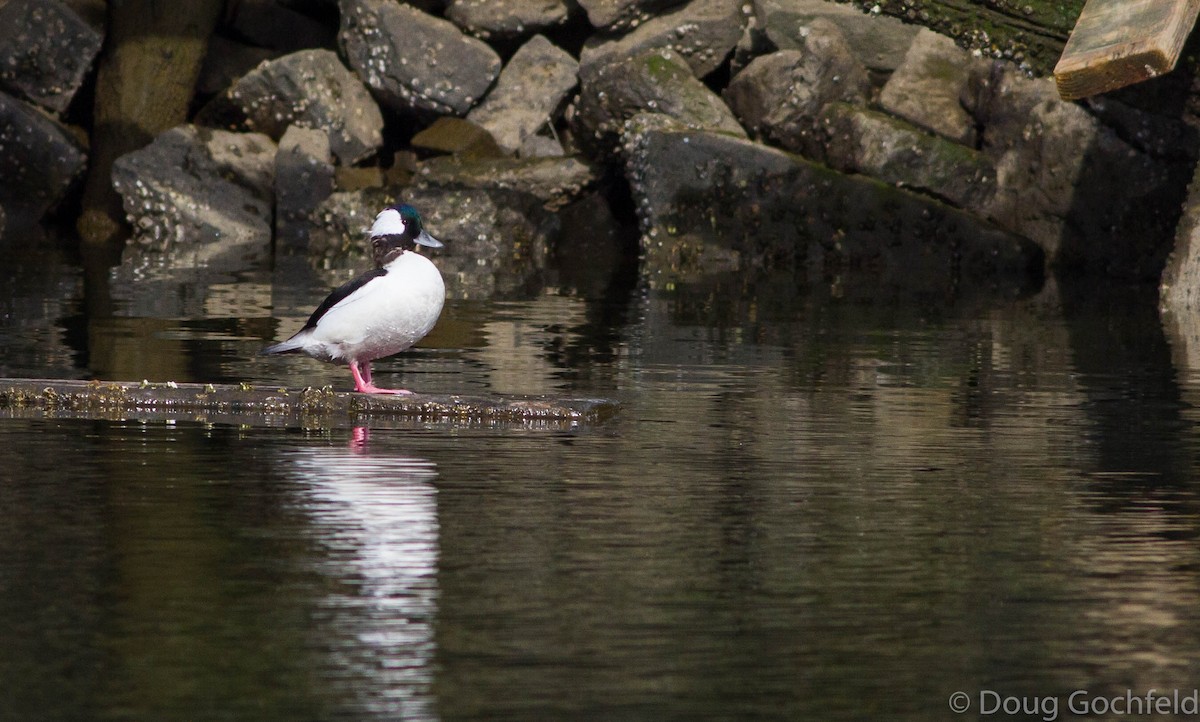 Bufflehead - ML174505251