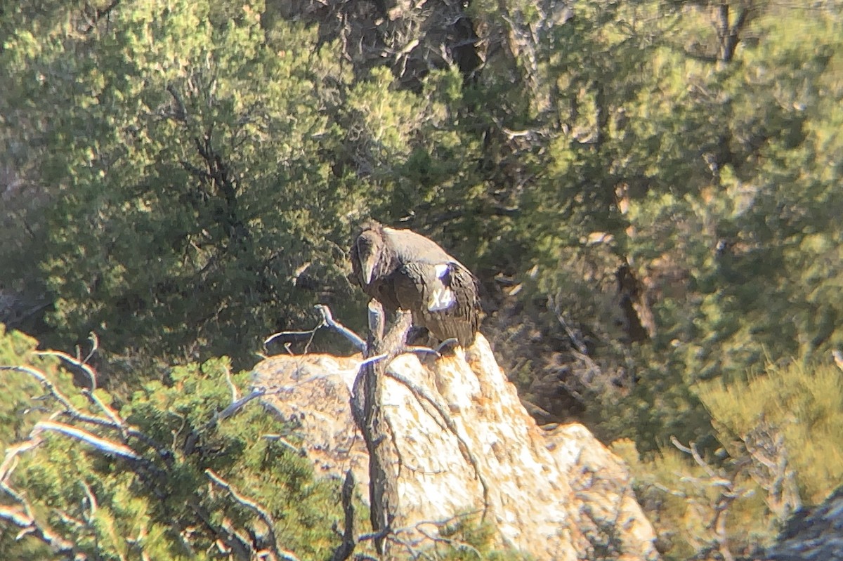 Condor de Californie - ML174505381