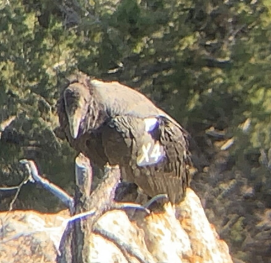 Condor de Californie - ML174505391