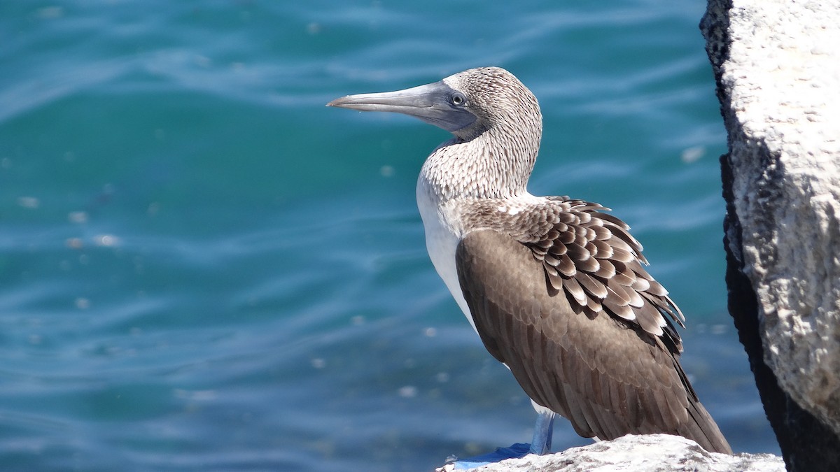 Blue-footed Booby - ML174505411