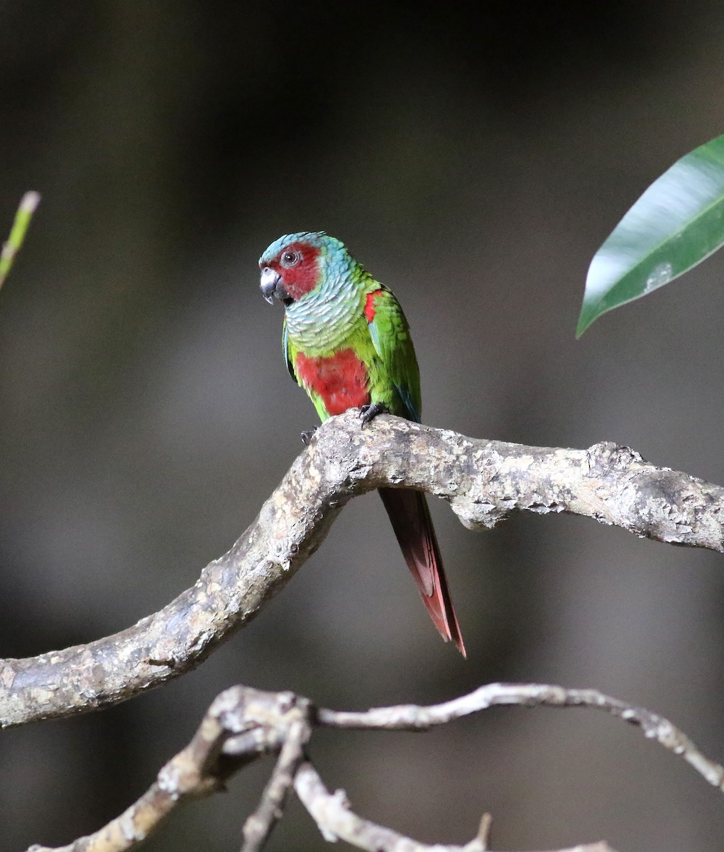 Pfrimer's Parakeet - Daniel Branch