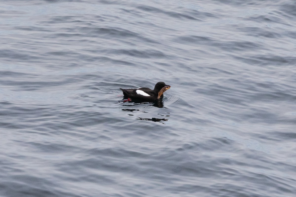 Black Guillemot - ML174506381