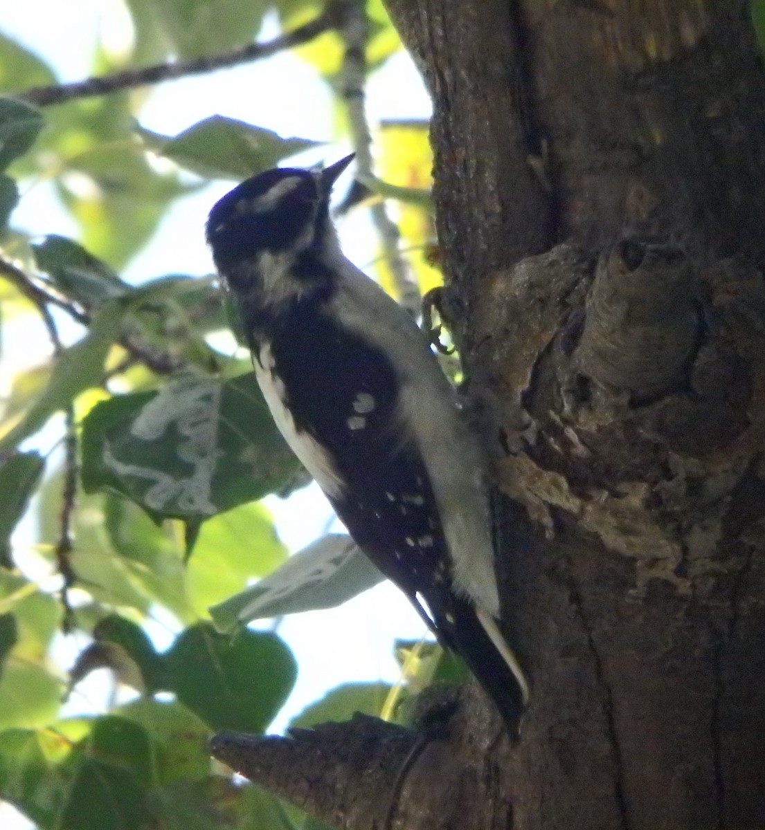 Downy Woodpecker (Rocky Mts.) - ML174506431