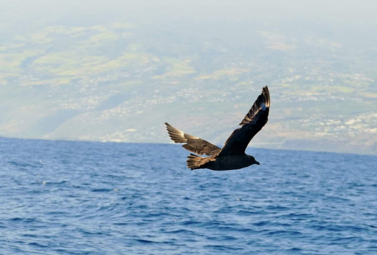 Brown Skua (Subantarctic) - ML174507061