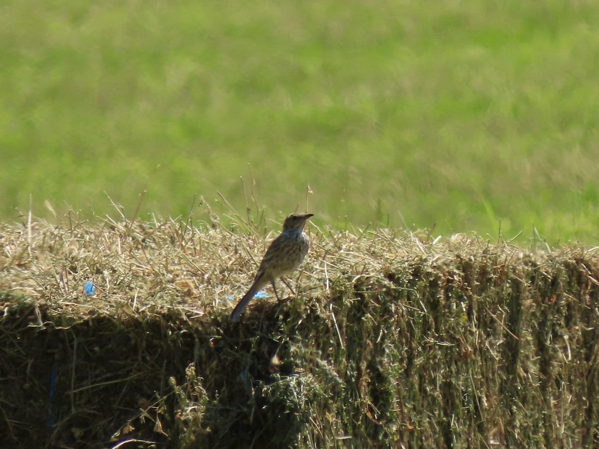 Sage Thrasher - David Buckley