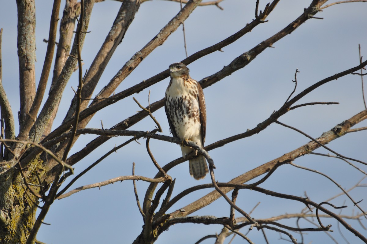 Red-tailed Hawk - Steven Pancol