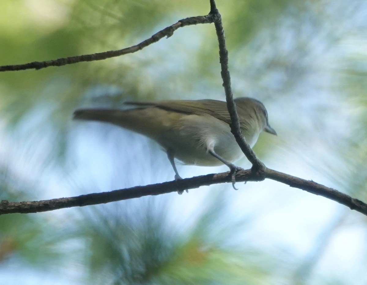 rødøyevireo - ML174510051