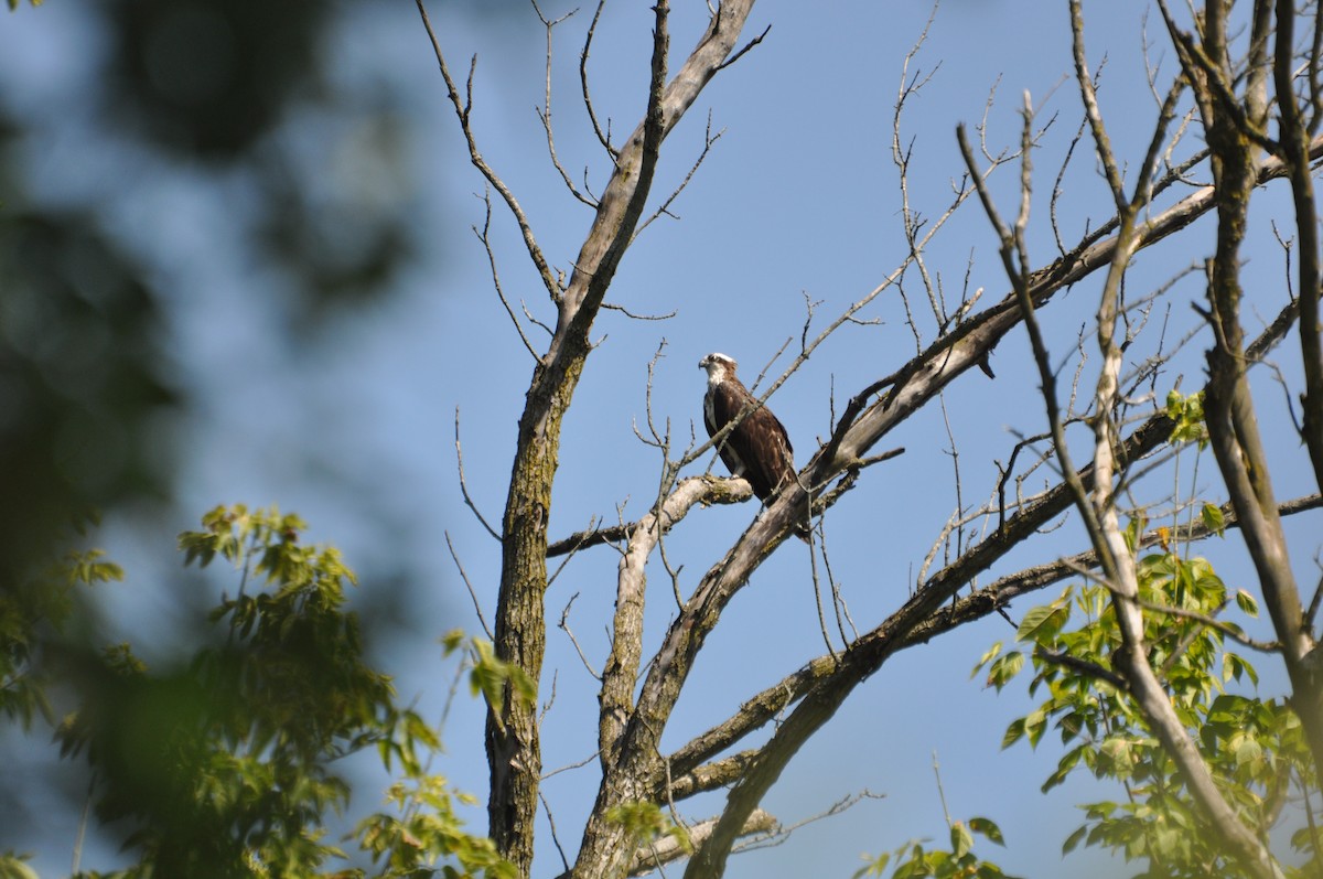 Osprey - Steven Pancol