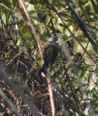 Юнко сірий (підвид hyemalis/carolinensis) - ML174512611