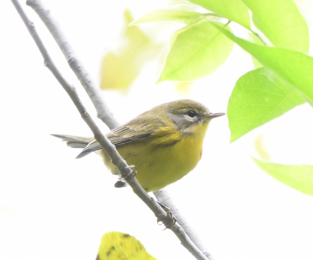 Prairie Warbler - ML174515181