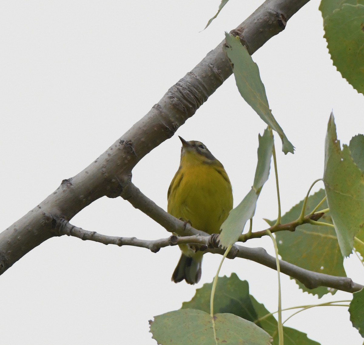 Prairie Warbler - ML174516271
