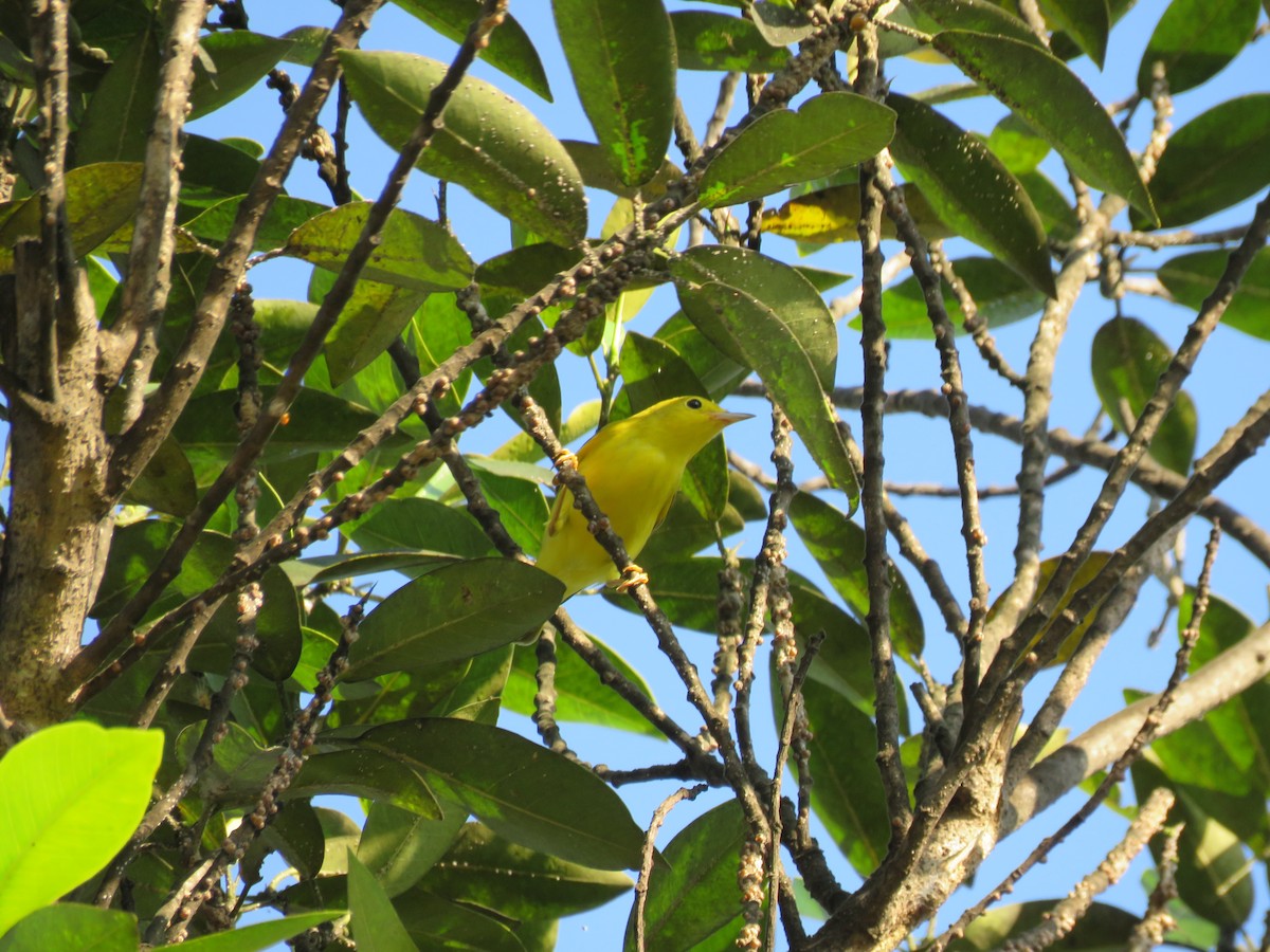 Yellow Warbler - ML174516601