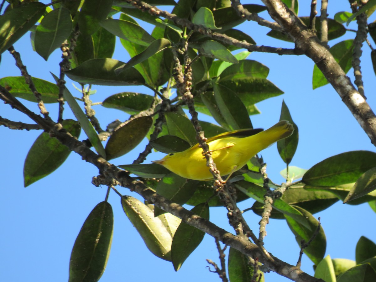 Yellow Warbler - ML174516631