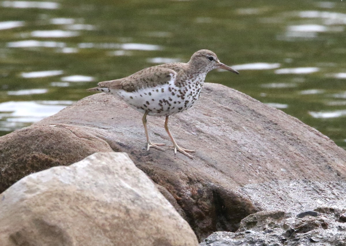 Spotted Sandpiper - Brian Tychie