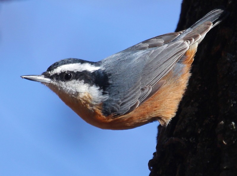 Red-breasted Nuthatch - ML174518851