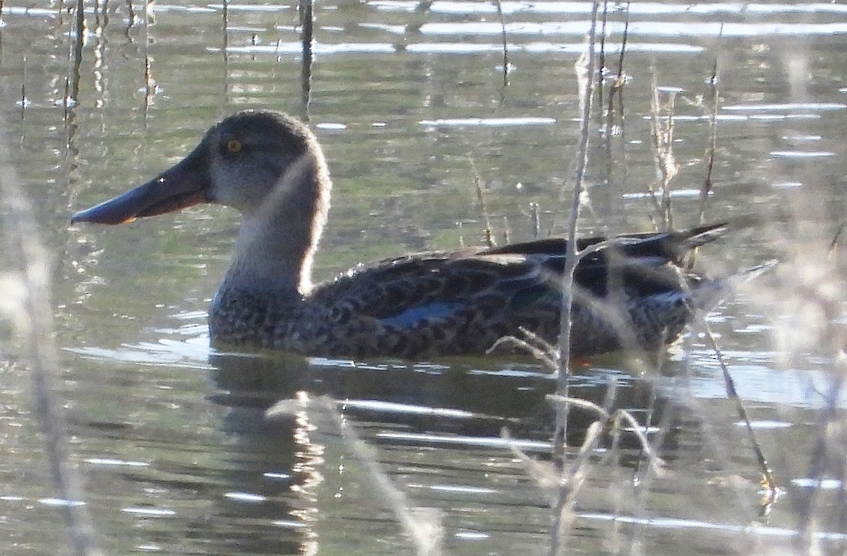 Northern Shoveler - ML174519331