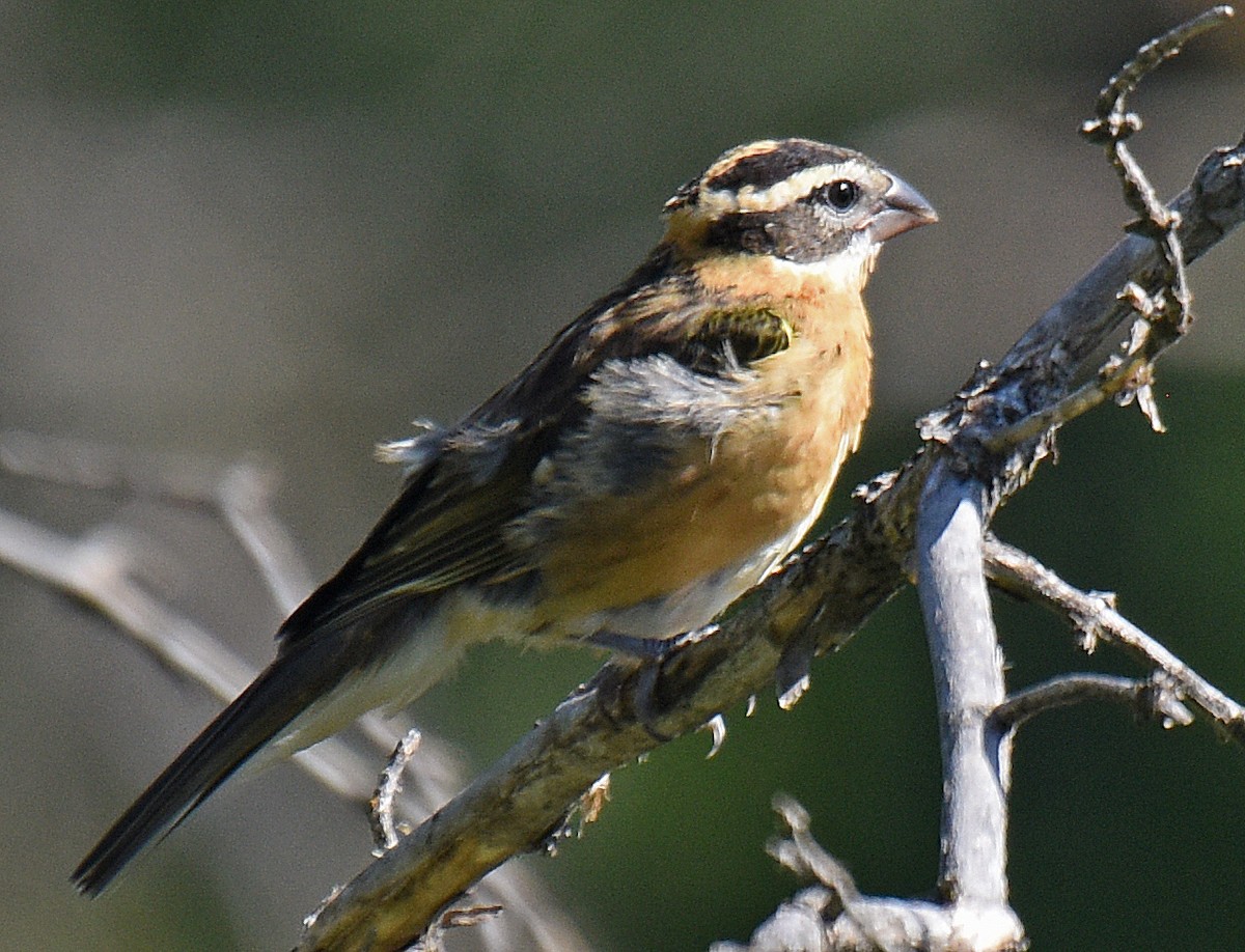 Black-headed Grosbeak - ML174520811