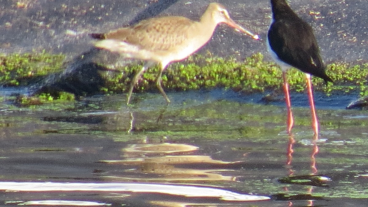 Hudsonian Godwit - ML174520891