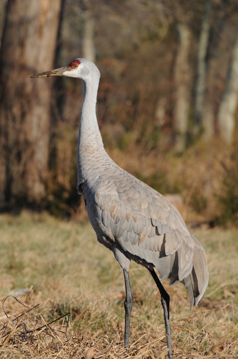 Sandhill Crane - ML174521661