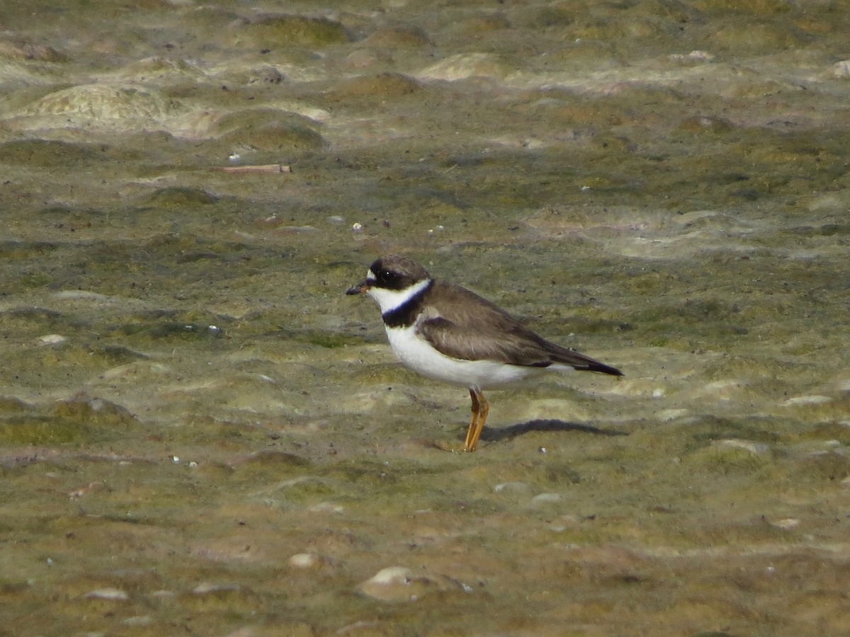 Semipalmated Plover - ML174522421