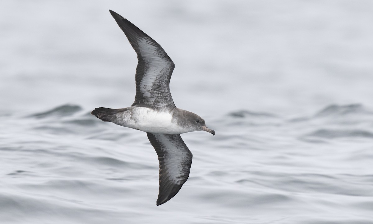 Pink-footed Shearwater - Brian Sullivan