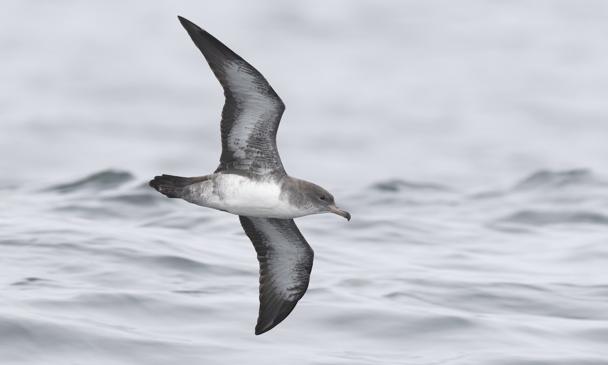 Pink-footed Shearwater - ML174523471