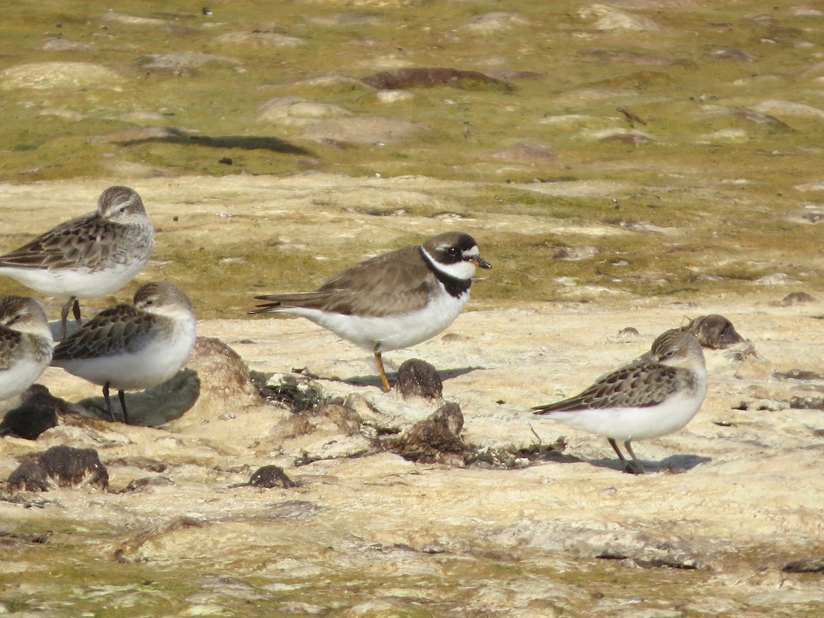 Semipalmated Plover - ML174523511