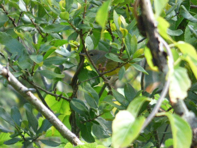 Mourning Warbler - ML174523961