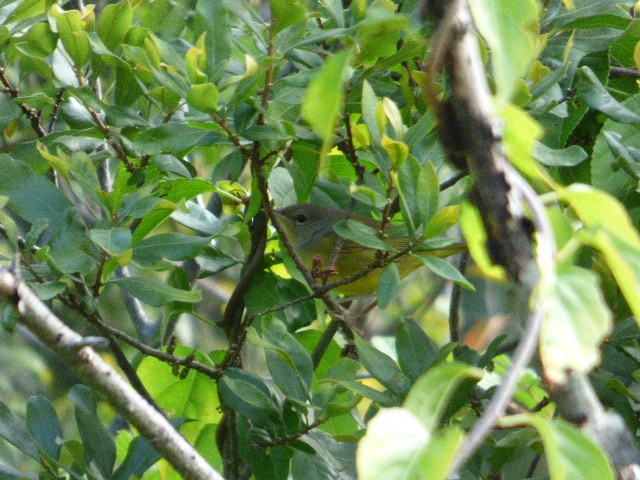 Mourning Warbler - ML174523971