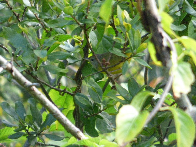 Mourning Warbler - ML174523981