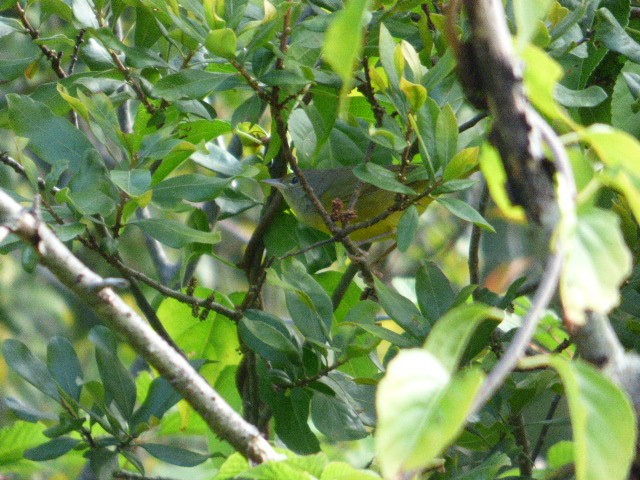 Mourning Warbler - ML174524001