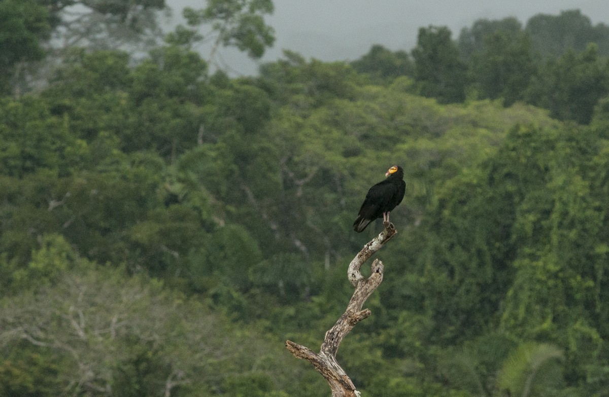Greater Yellow-headed Vulture - ML174525871