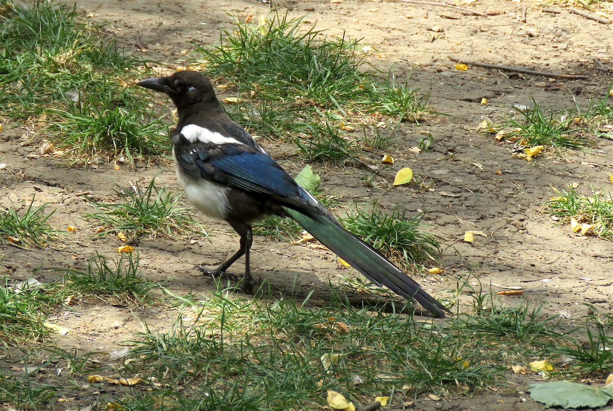 Eurasian Magpie - ML174527301