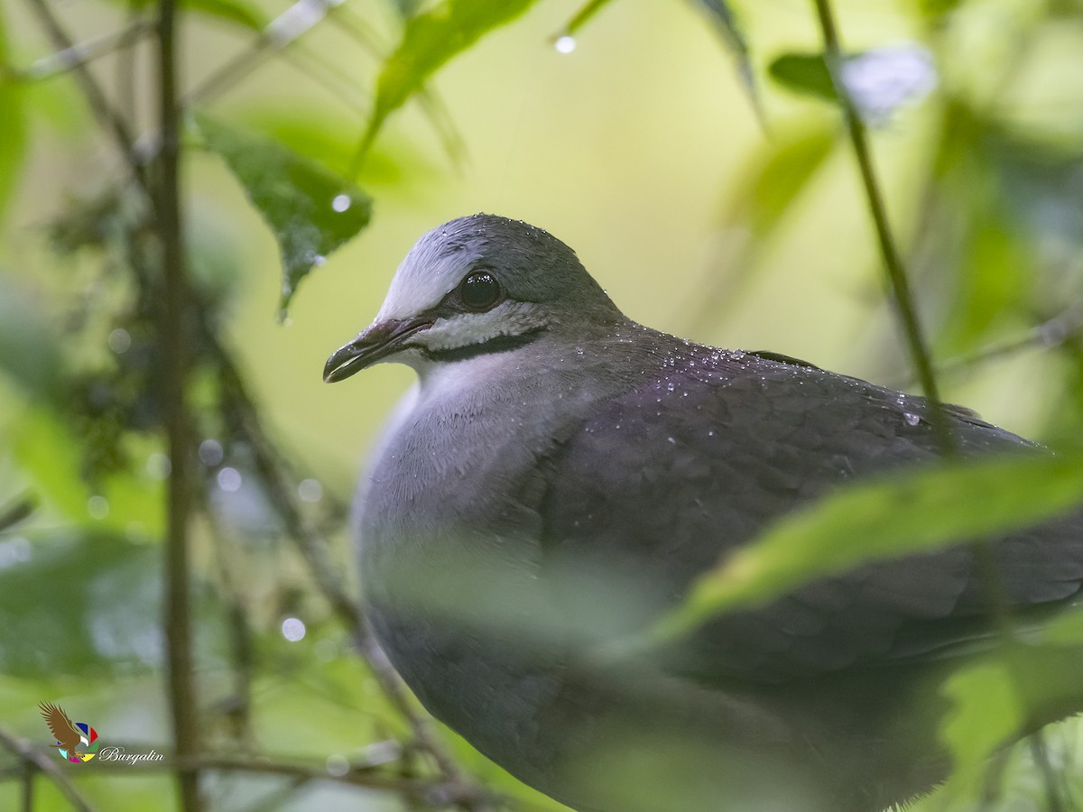 Purplish-backed Quail-Dove - ML174527721