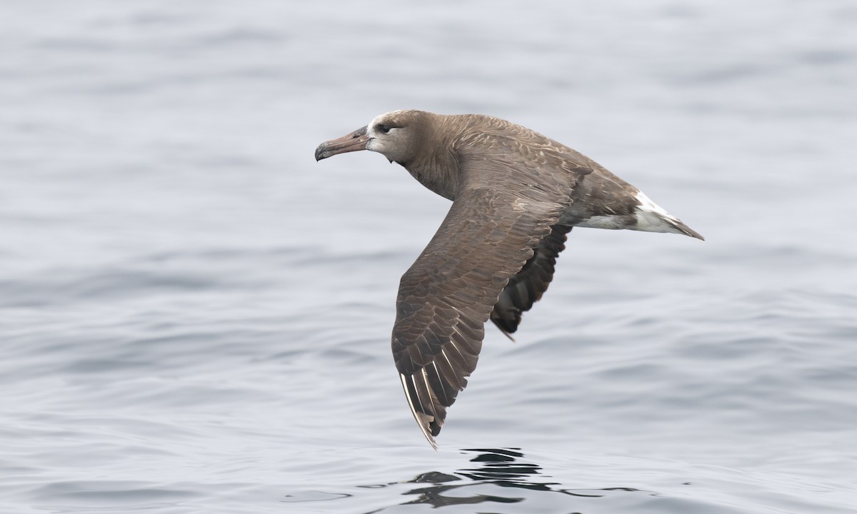 Black-footed Albatross - Brian Sullivan