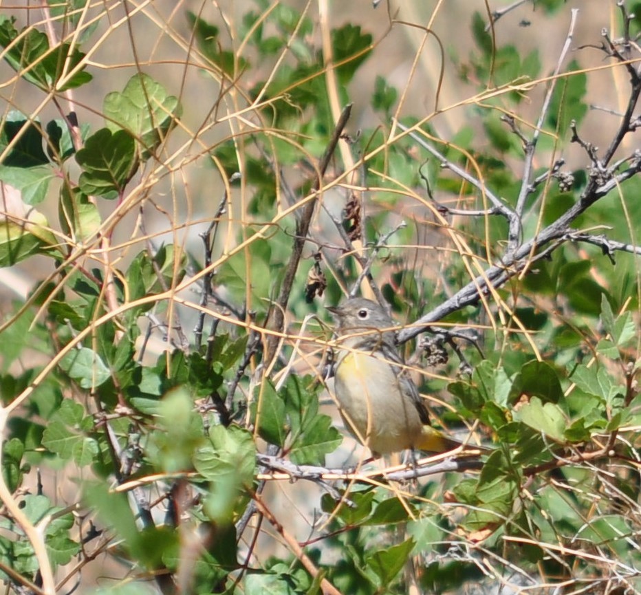 Gelbsteiß-Waldsänger - ML174532901