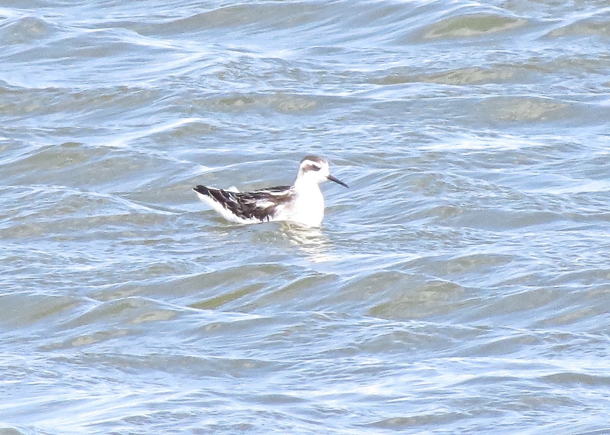 Red-necked Phalarope - ML174533061