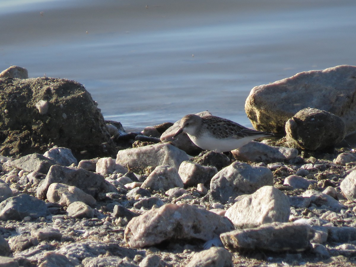 Semipalmated Sandpiper - ML174534721