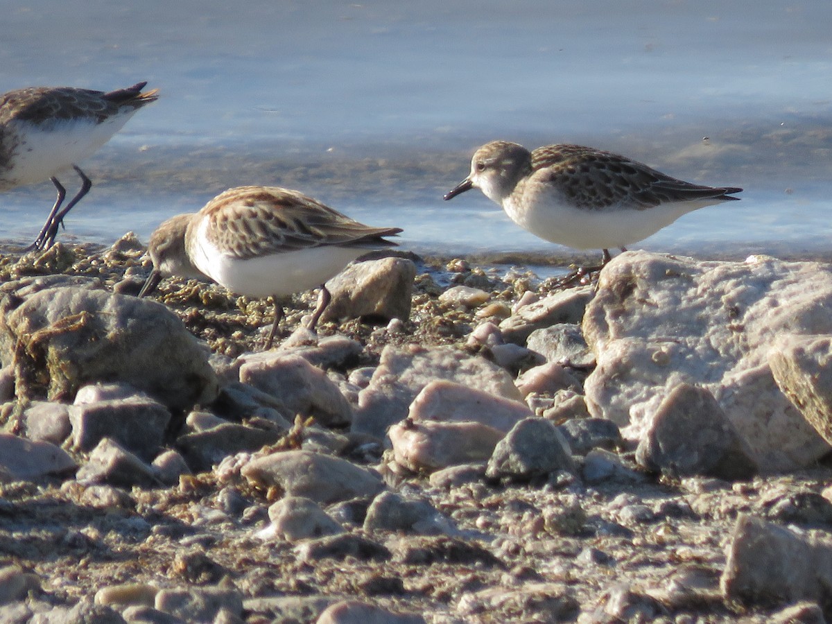 Semipalmated Sandpiper - ML174534741