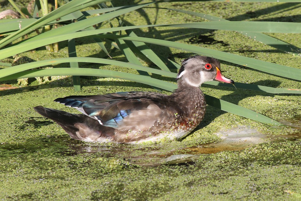 Wood Duck - Claude Auchu