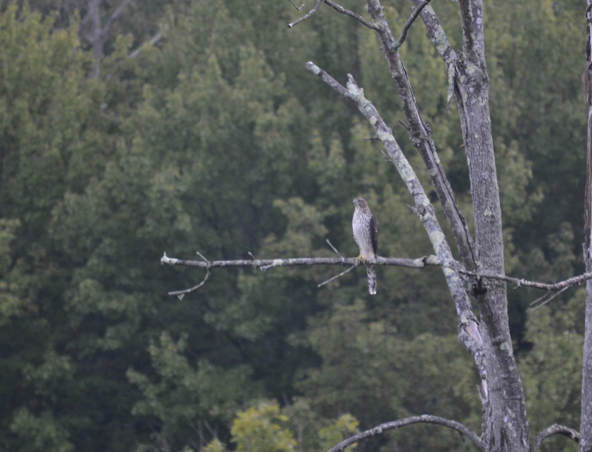 Cooper's Hawk - Ryan Bass