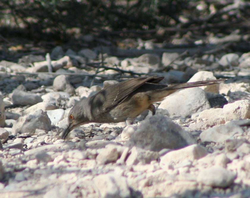 Curve-billed Thrasher - ML174536561