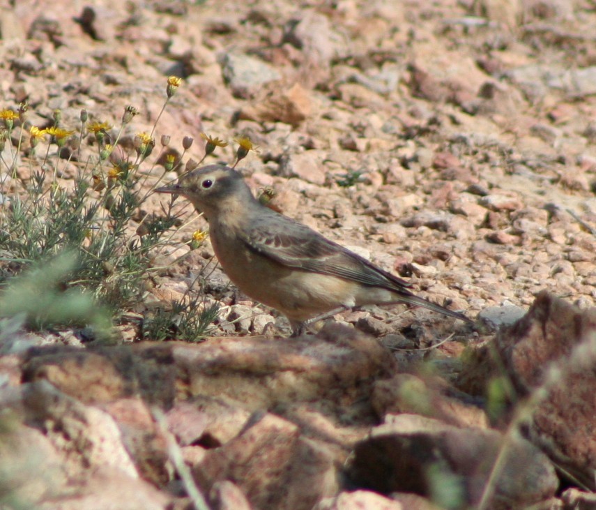 American Pipit - ML174536621