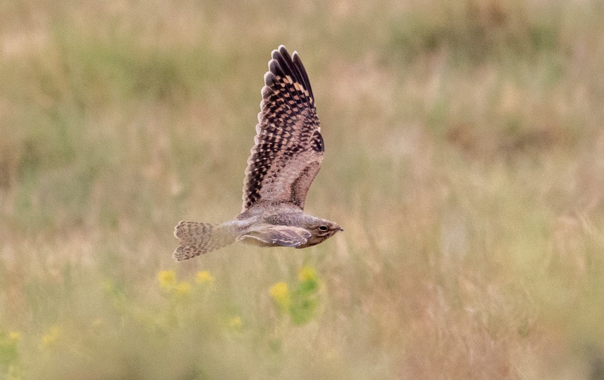 Lesser Nighthawk - Mel Senac