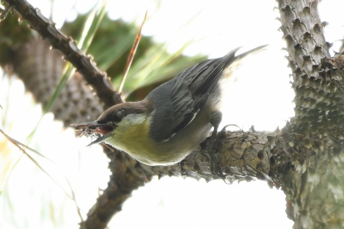 Brown-headed Nuthatch - ML174540611